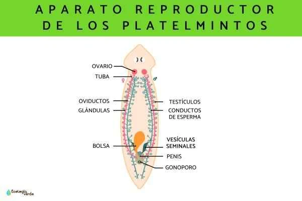 Platelmintos: características and ejemplos - Reproduccion de los platelmintos