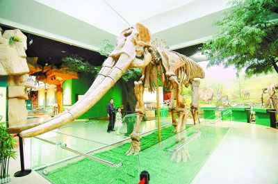 A colossal creature from 3 million years ago: the Yellow River Elephant
