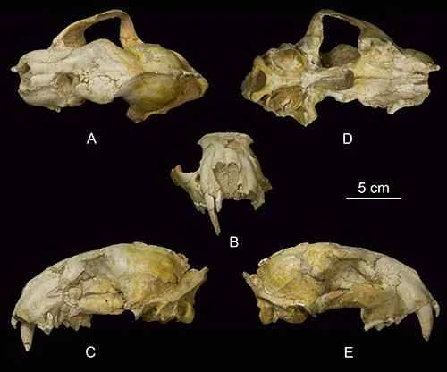Classification and Evolution of Saber-toothed Tigers