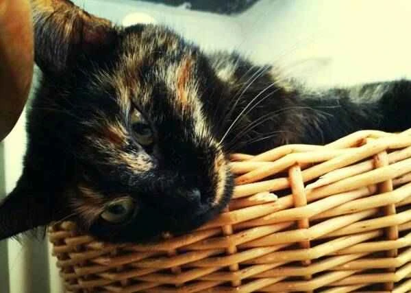 Creme Puff Creme Puff