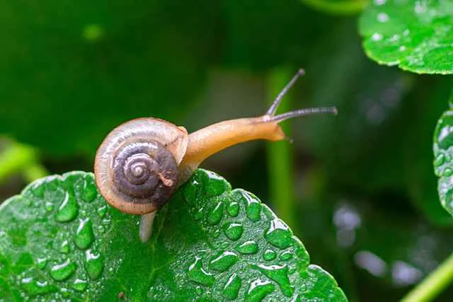 snails 蜗牛