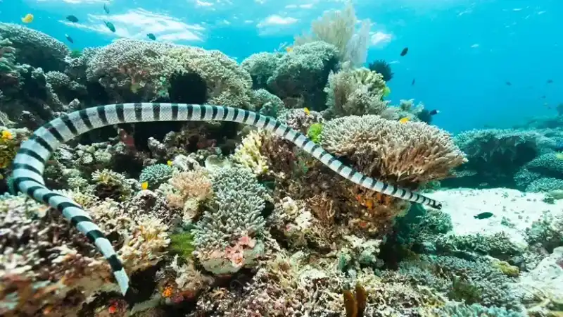 Sea snakes: More venomous sea hunters than rattlesnakes (Comprehensive introduction and safety guide)