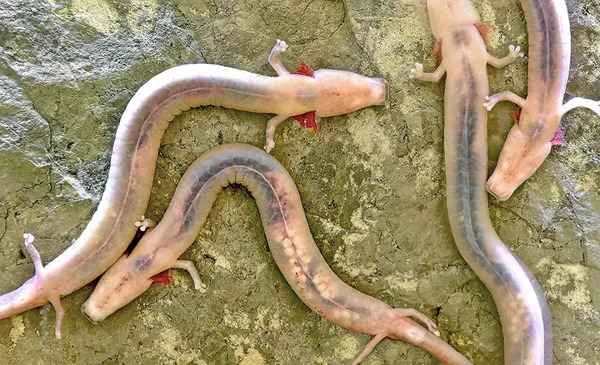 Blind Cave Fish (Proteus Anguinus): A Comprehensive Guide to the Amazing Creatures of Caves