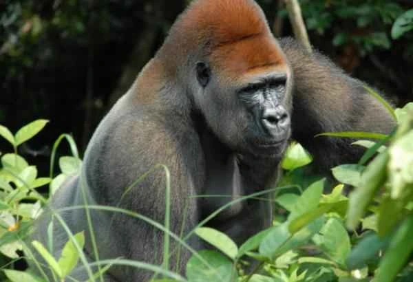 Monos en peligro de extinción - Gorila occidental (Gorilla gorilla)