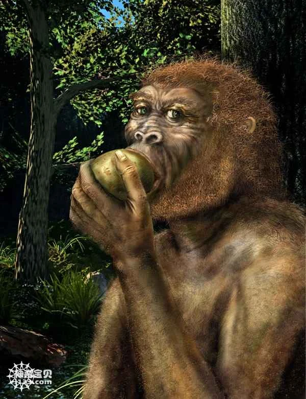 Nutcracker skull discovered at Paleolithic site (humans originated in Africa)