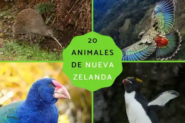 20 representative animals of New Zealand (including introductions to rare species)