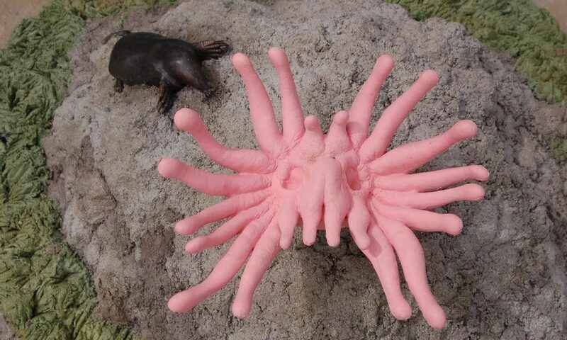 Top 10 Zoo Stars That Are Viral Online