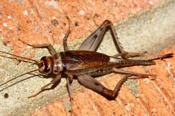 Tipos de grillos - Grillo doméstico tropical (Gryllodes sigillatus)
