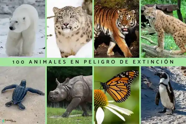 100 endangered animals