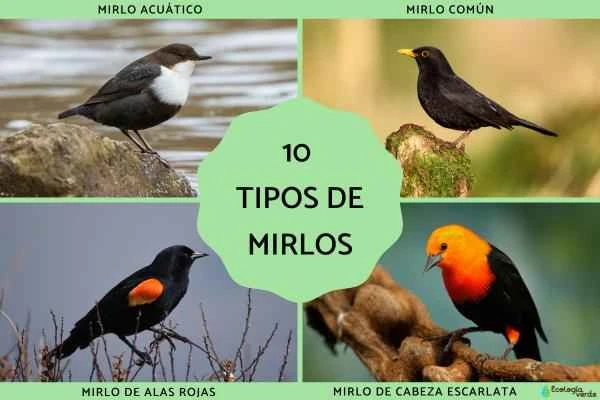 Introduction and Identification Characteristics of 10 Common Black Thrushes (A Complete Guide to Thrushes)