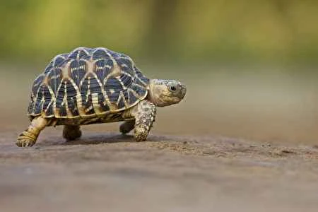 Detailed information and habits of turtles