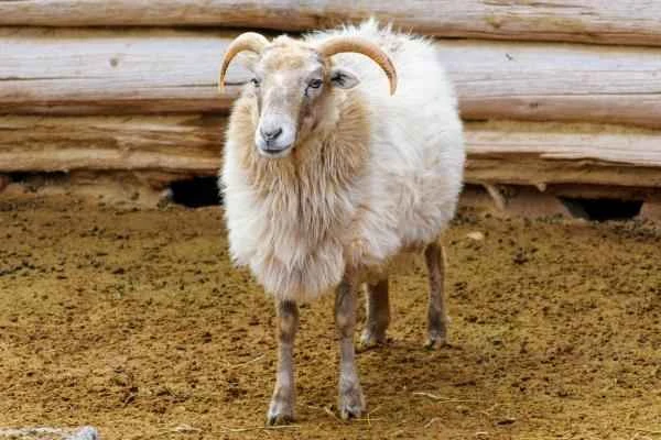 Tipos de ovejas - Oveja Navajo-Churro