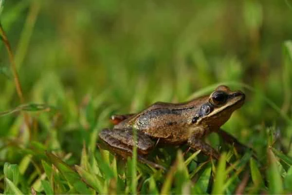 Animales de Corea del Sur - Rana marrón grande coreana (Rana coreana)