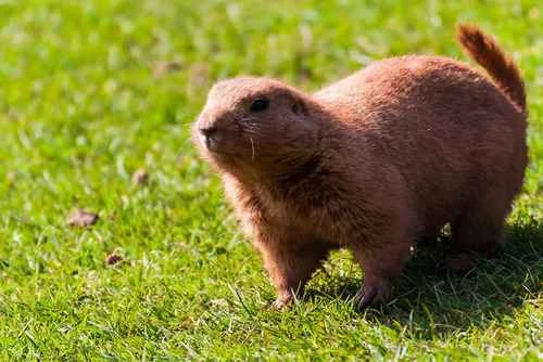Groundhog Appearance: A Comprehensive Understanding of This Burrowing Animal