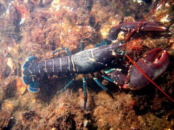 Lobster (scientific name: Homarus americanus) 龙虾(学名:Homarus americanus)