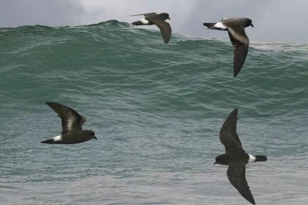 Mediterranean seabirds - European storm petrels