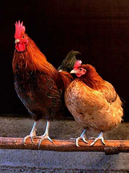 Detailed information about chickens and their living habits