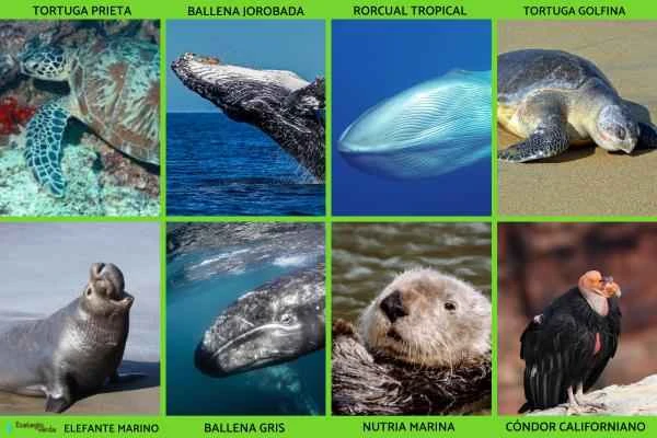 Endangered animals in Baja California -