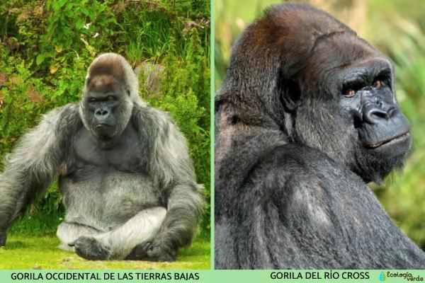 Gorilla species - Western gorilla