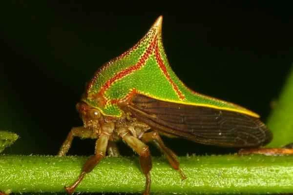 Animales con espinas - Insectos espina (Umbonia spinosa)