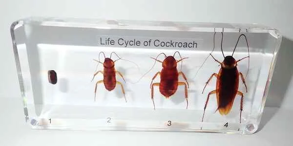 2024042289286607.jpeg 3.jpeg