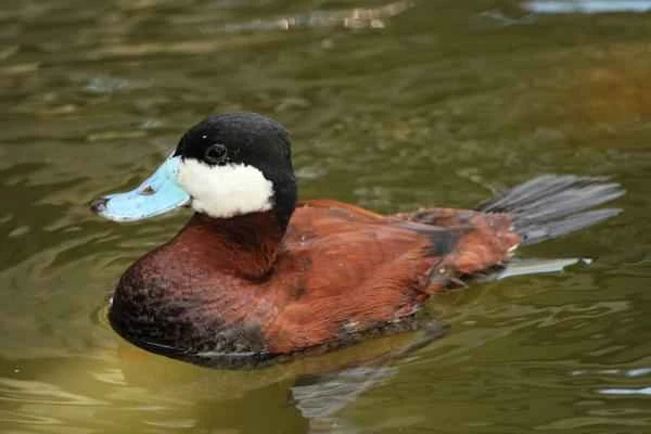 Types of ducks - Great Grebe