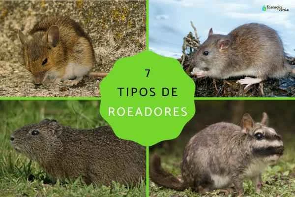 Introduction to 7 Rodent Species: Characteristics, Habits, and Representative Species Explained