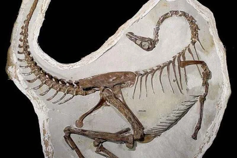 New breakthroughs in dinosaur research: Eight major discoveries about dinosaur evolution