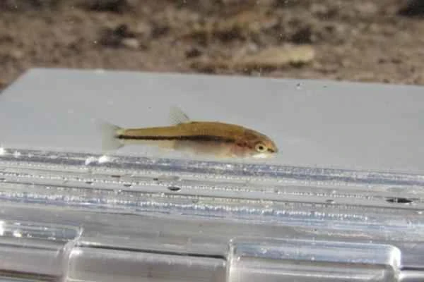 Animals in peligro de extinción in Puebla - Carpita del Atoyac (Notropis cumingii)