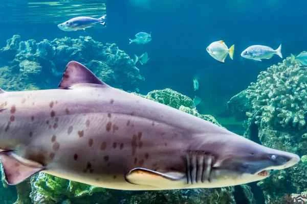 Mediterranean shark - Bull shark (Carcharias taurus)