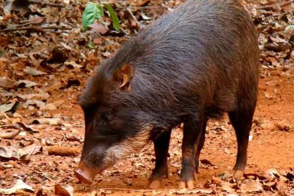 Especies endémicas de Quintana Roo - Pecarí de labios blancos (Tayassu pecari)