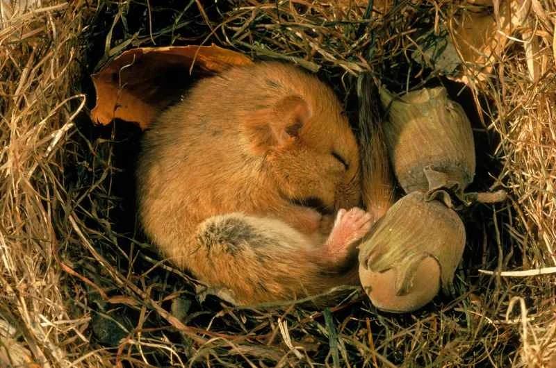 The world's ten longest hibernating animals