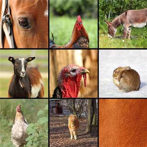 Herbivorous animals: the herbivorous giants of the ecosystem