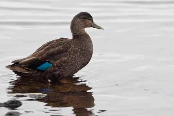 Types of ducks - Black duck