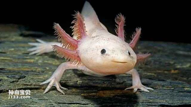 What is an axolotl?
