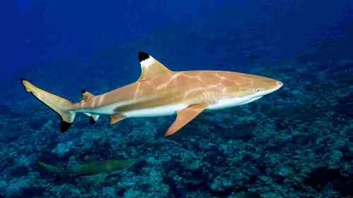 10 Fastest Marine Animals