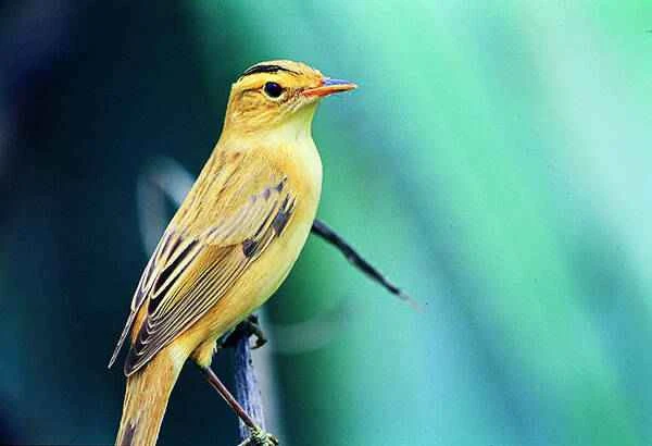 The bird with the best mimicry ability on Earth