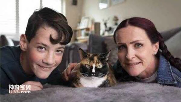 Cats shortlisted for the 2022 UK National Cat Show