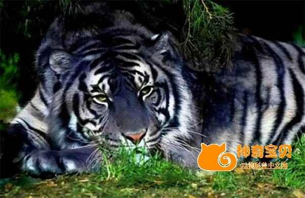 India discovers one of only six blue tigers in the world! They are known to hunt wild boars weighing up to 300 pounds.