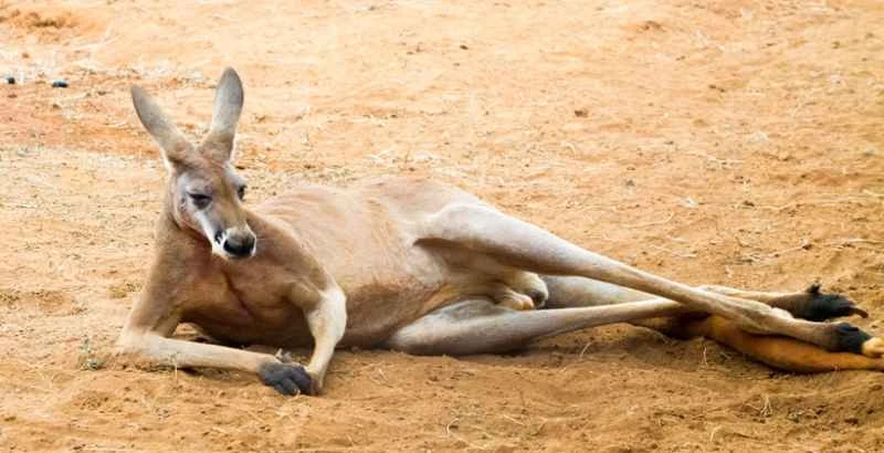 Kangaroo's Adaptability: Survival Experts in Nature
