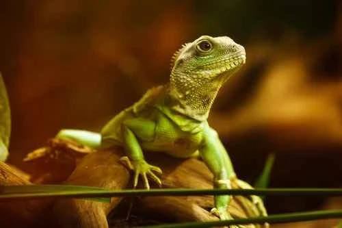 Lizards: A Unique Role in Wildlife