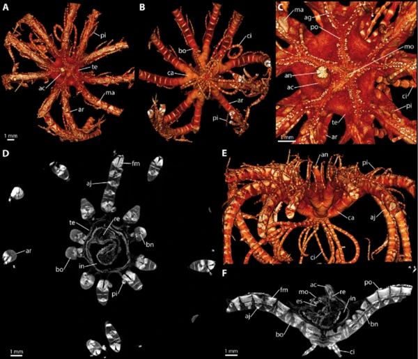 2024121354195077.png Contrast-enhanced-CT-of-the-feather-star-Antedon-bifida-The-images-show-results-from-a.png
