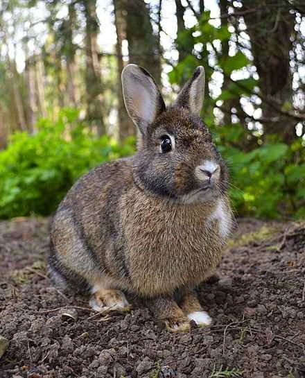 Detailed information and living habits of rabbits