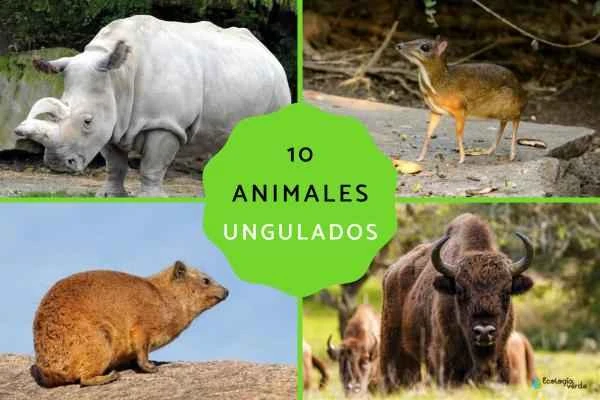 Detailed Explanation of 10 Typical Hoofed Animals and Their Characteristics—A List and Review of Common Hoofed Mammals