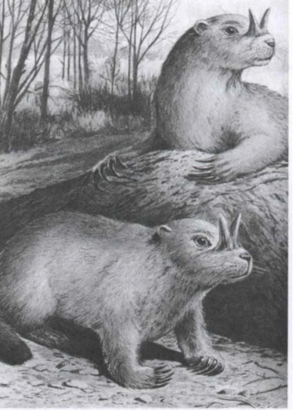 The kinship between mice and rabbits