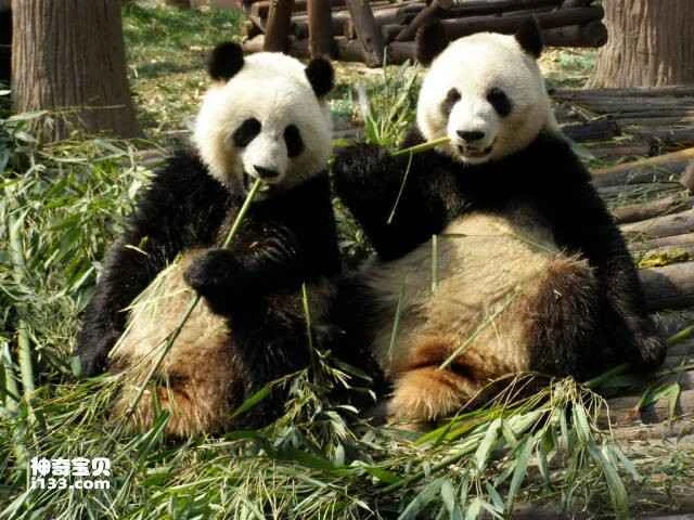 The zoo's ten most popular animals are perfect for taking your kids to see on Children's Day.