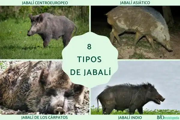 Eight species of wild boar: common subspecies, characteristics and distribution range