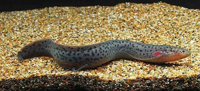 Spotted lungfish (Protopterus dolloi) 斑点肺鱼 (Protopterus dolloi)