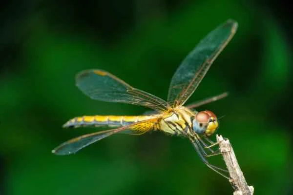 Dragonfly species - Orange-spotted dragonfly