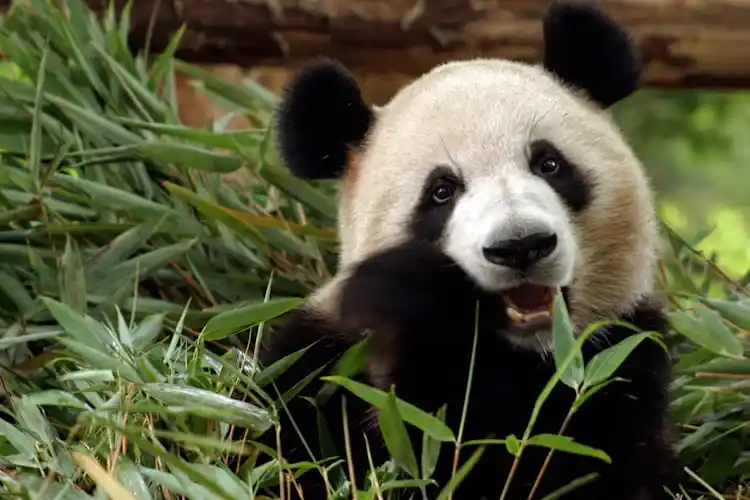 Why is the panda called the "iron-eating beast"? Unveiling the millennia-old legend and scientific truth behind its "iron teeth and bronze fangs".
